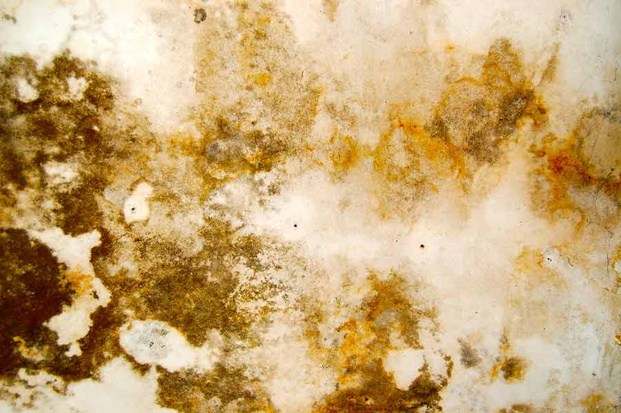Drying Water Damage Mold
