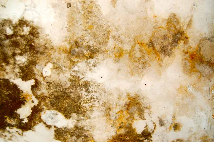 Residential Water Damage Restoration Mold Growth