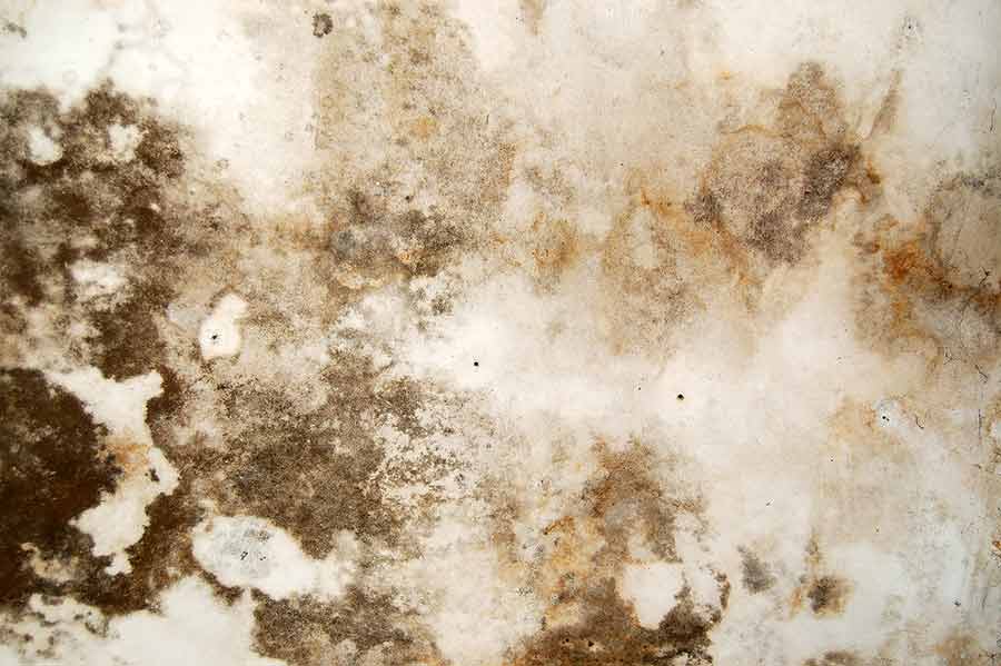 Water Cleanup Mold